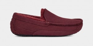 Ugg Ascot Muške Papuče Ljubičaste | AKL154723