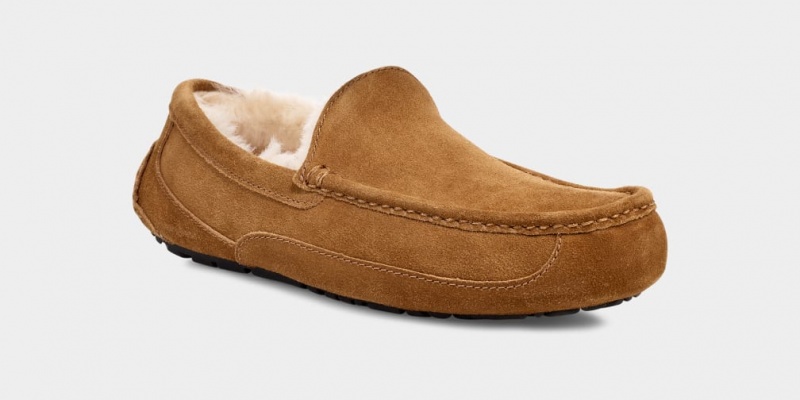 Ugg Ascot Muške Papuče Smeđe | QHZ046937