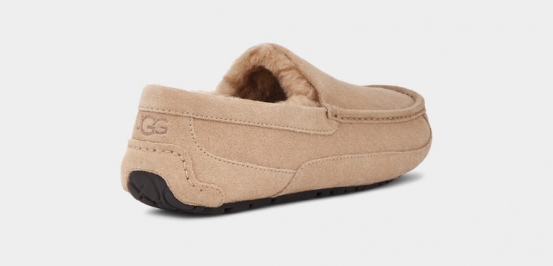 Ugg Ascot Muške Papuče Smeđe | UVP709641