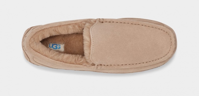 Ugg Ascot Muške Papuče Smeđe | UVP709641